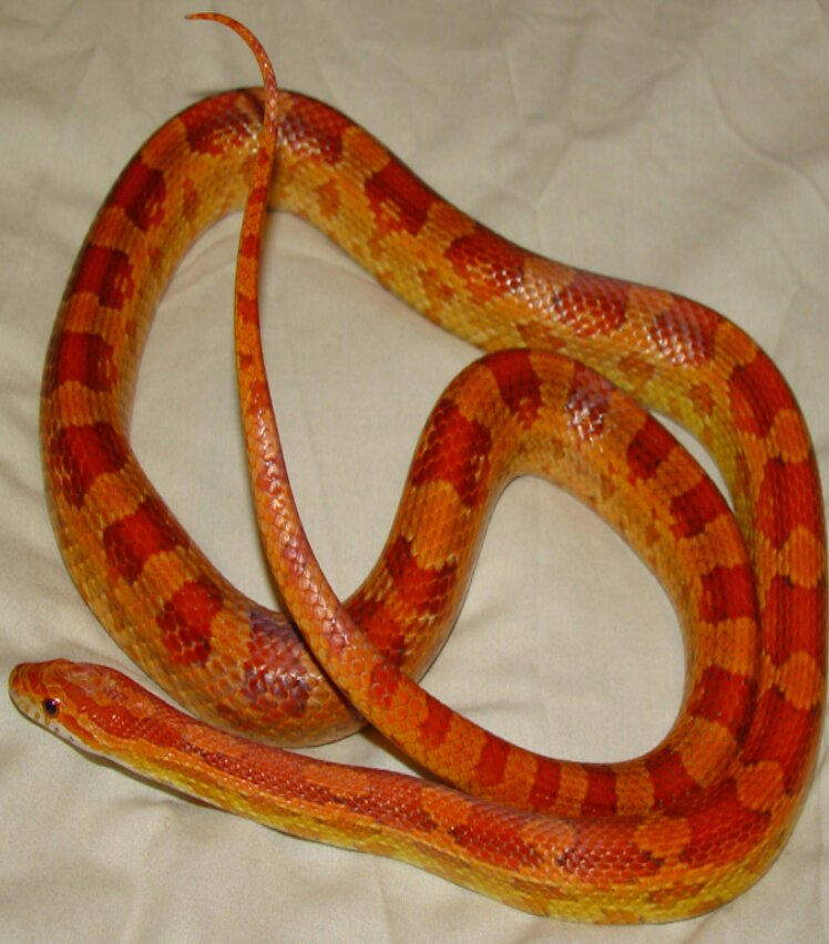 Female Hypo het amel