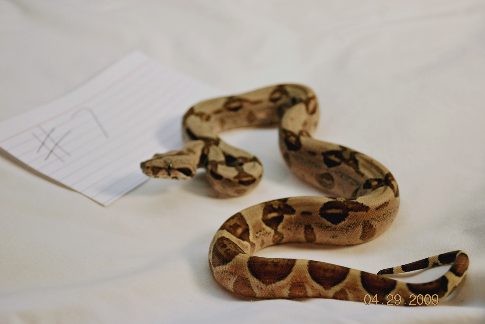 Female Hypo Jungle $450