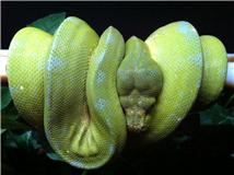 Female Jaya