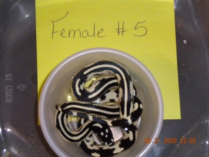 Female Jungle Corn Female #5 | FaunaClassifieds