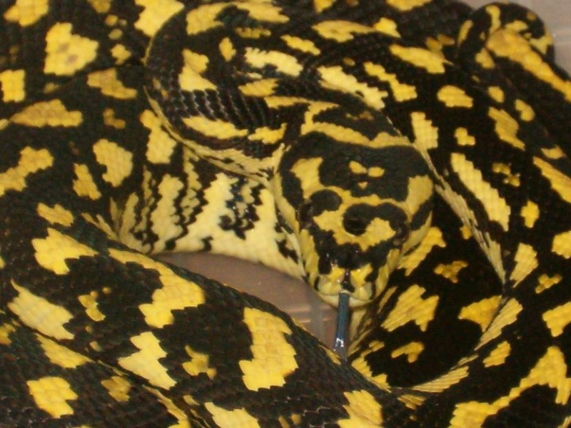 Female Jungle