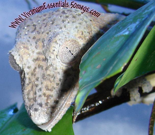 Female-Leaftail-Drinking