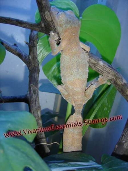 Female-Leaftail