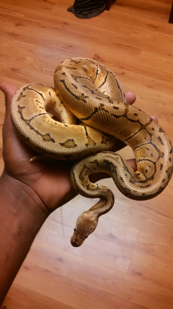 female lemon blast ball python