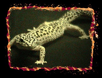 Female Leo