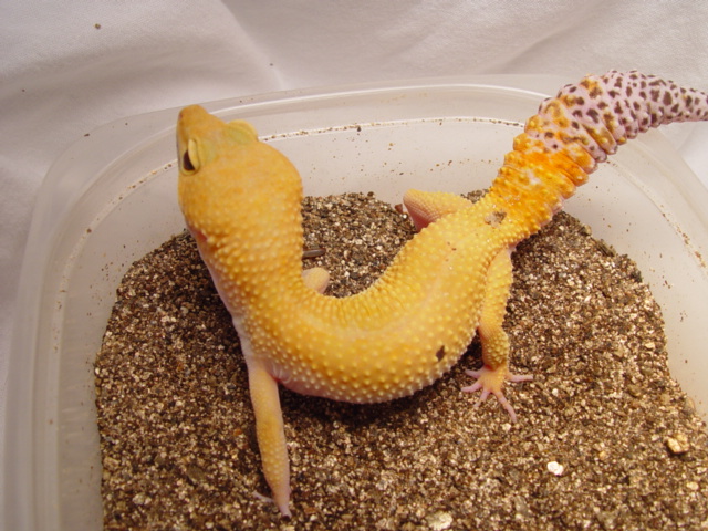 Female Leopard Gecko 2004 Pic3
