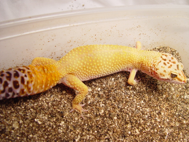 Female Leopard Gecko 2004