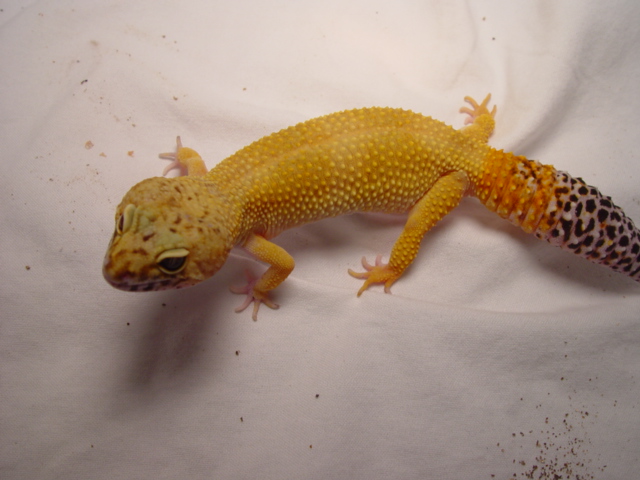 Female Leopard Gecko 2004