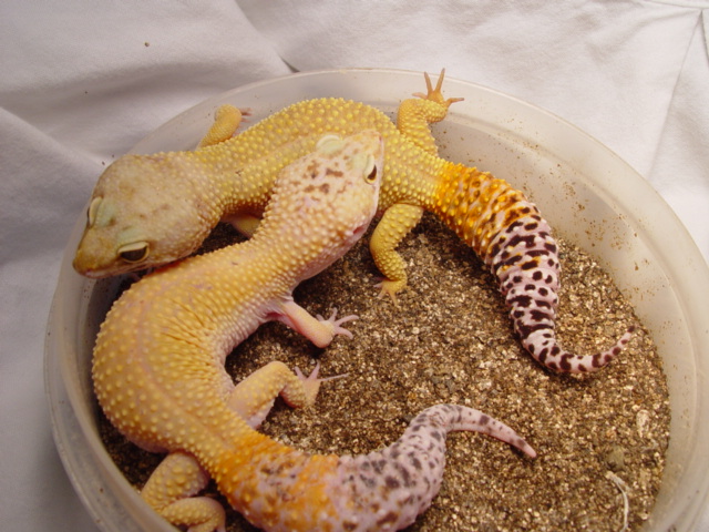 Female Leopard Geckos 2004 Pic2