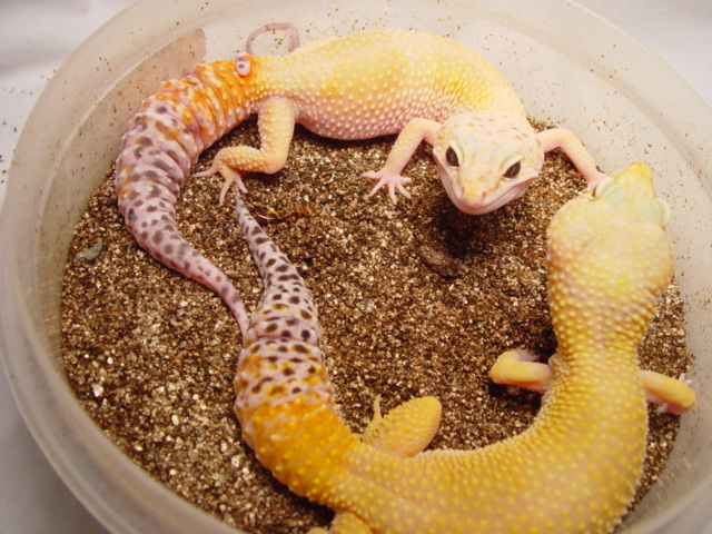 Female Leopard Geckos 2004
