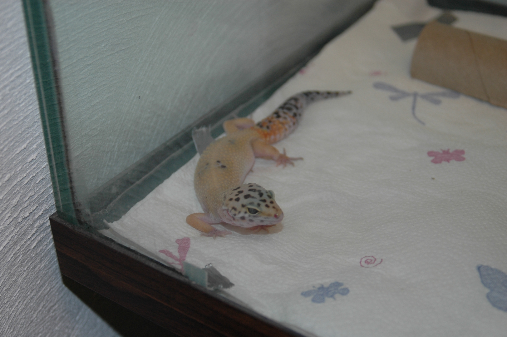 Female Leopard Geckos