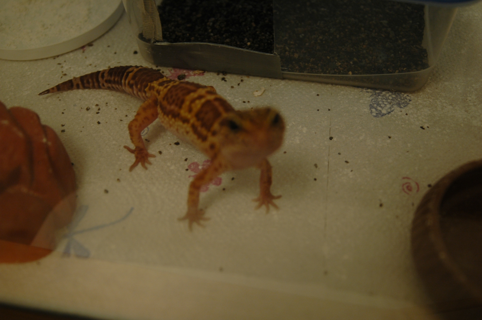 Female Leopard Geckos