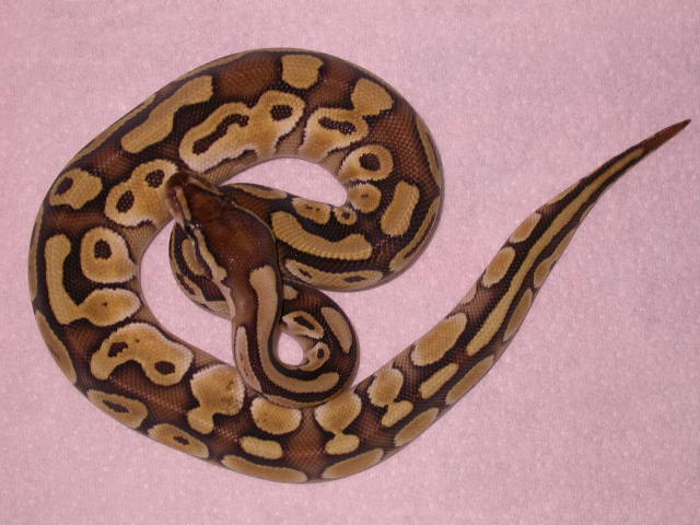 female lesser platinum