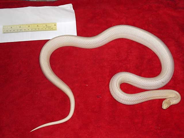 Female Lusistic Pine