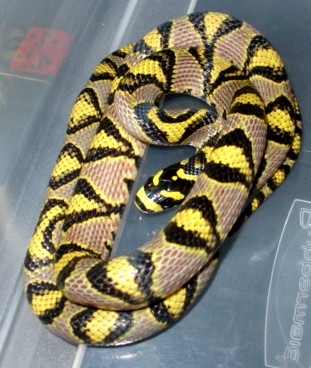 female mandarin