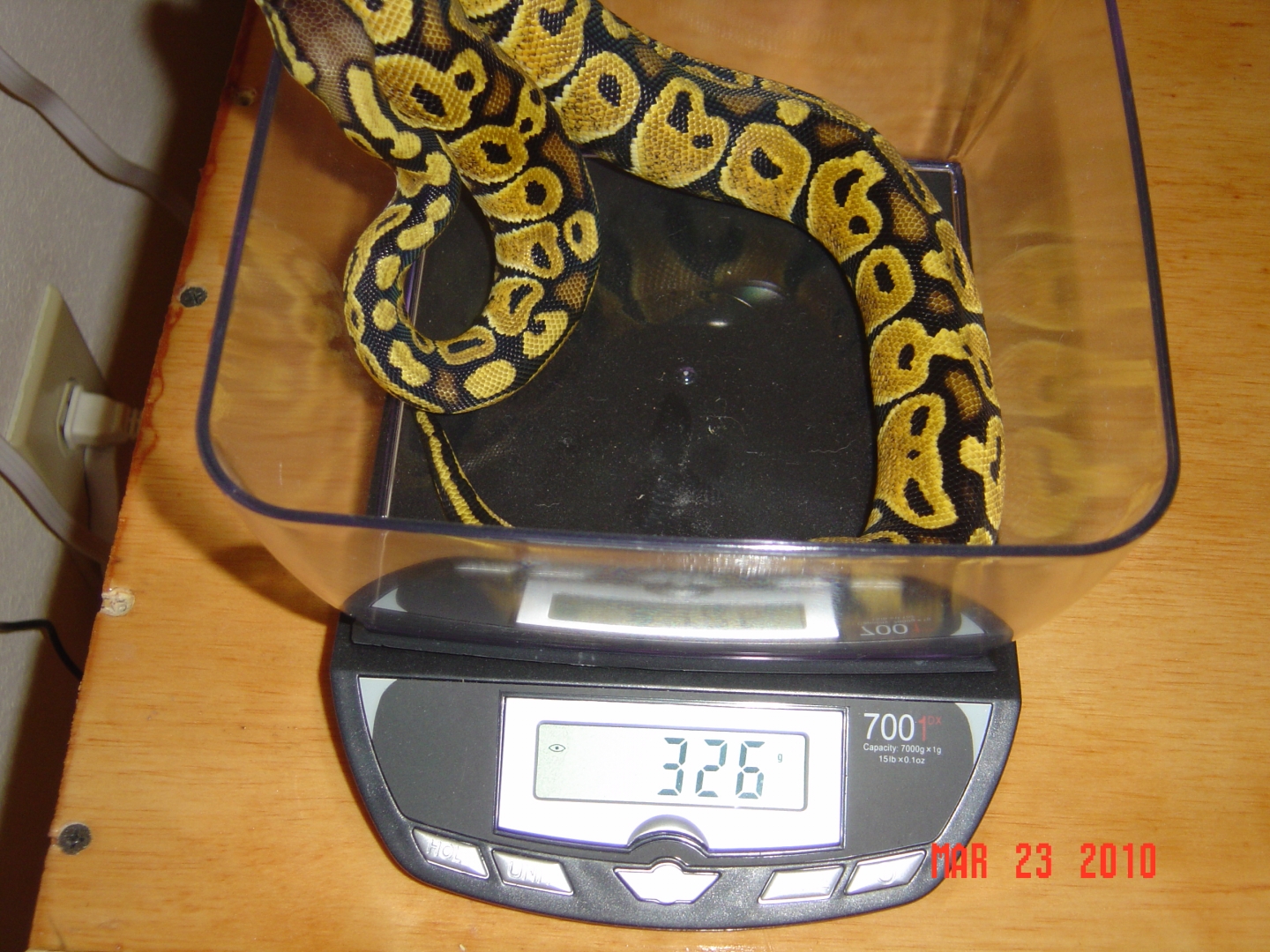Female morphs for sale!! $1200 OBO