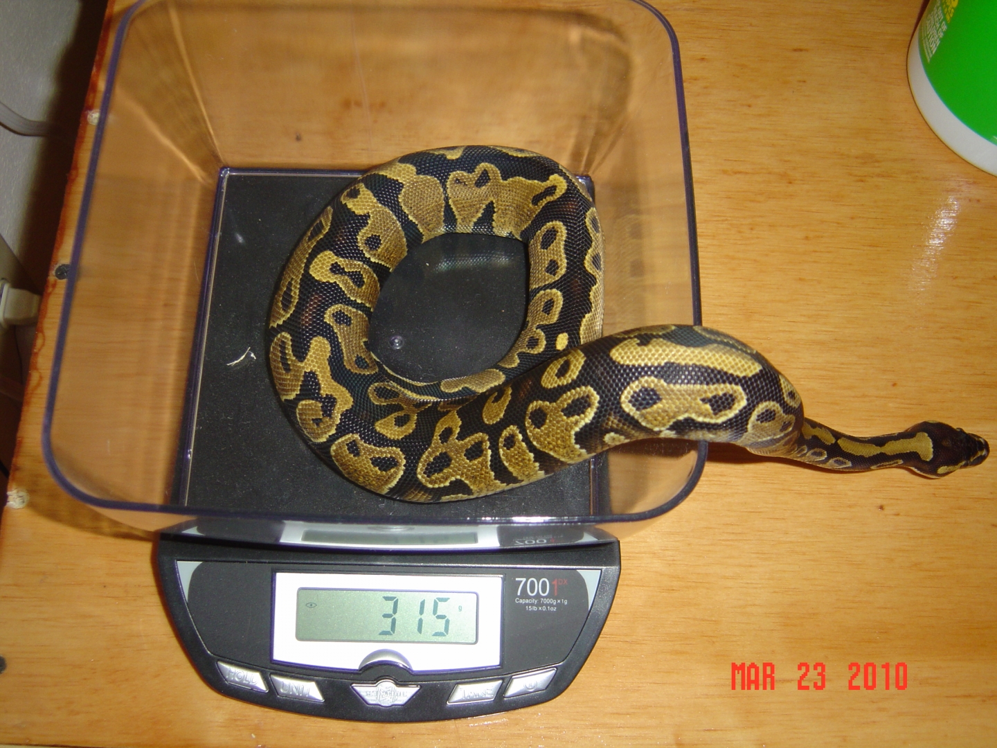 Female morphs for sale!! $1200 OBO