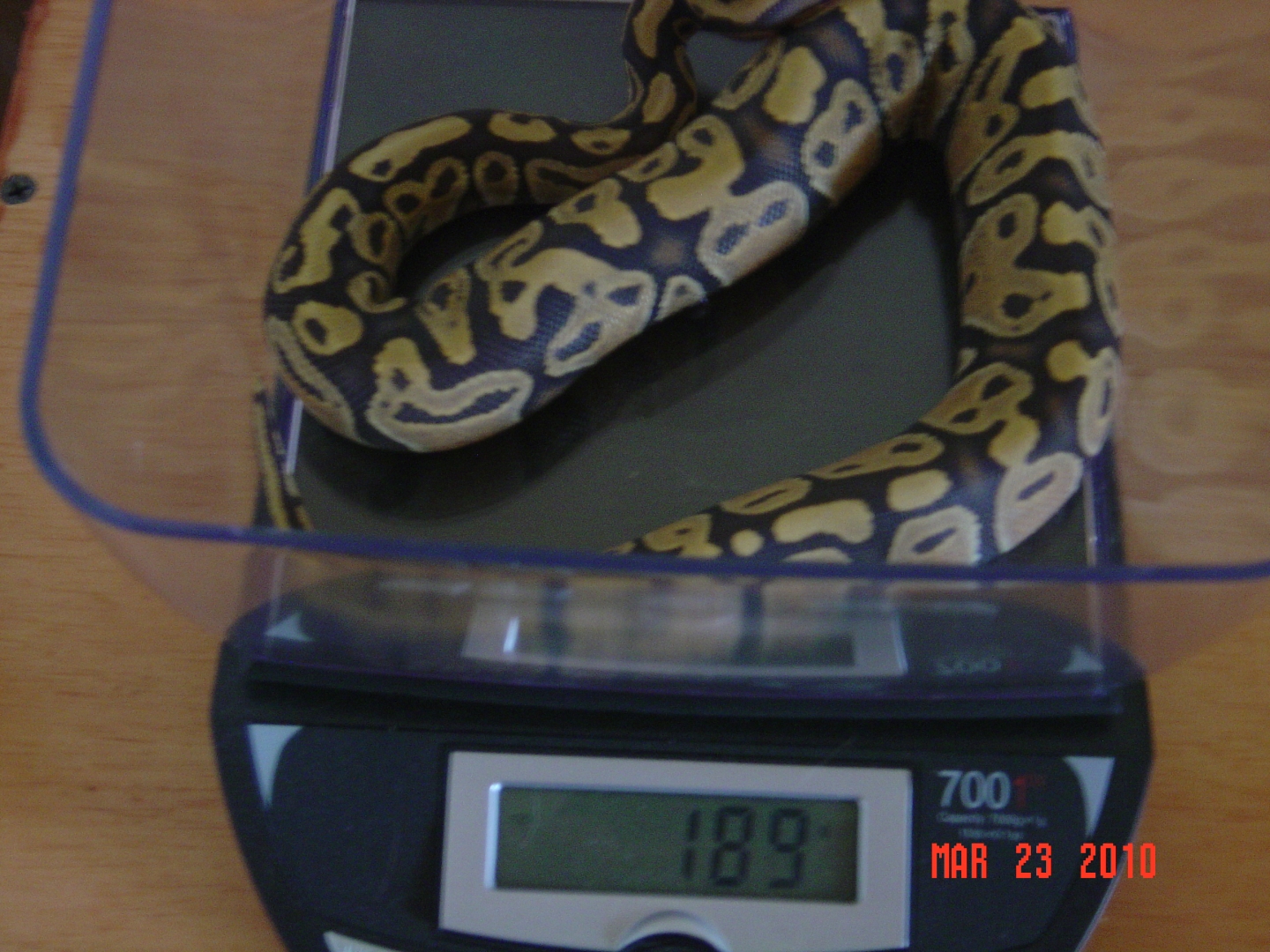 Female morphs for sale!! $1200 OBO
