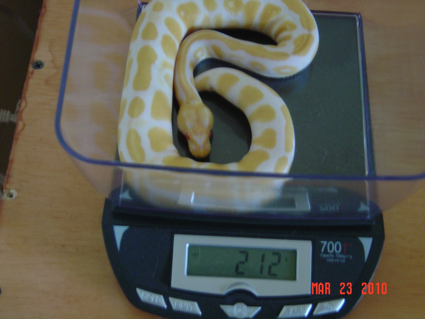 Female morphs for sale!! $1200 OBO