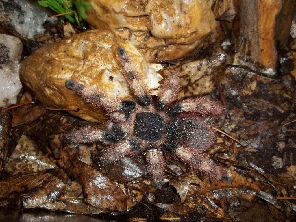 Female N. coloratovillosus