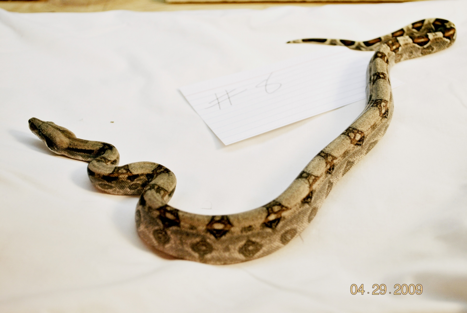 Female Normal $75