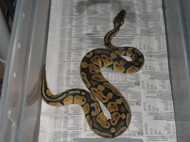 Female Pastel