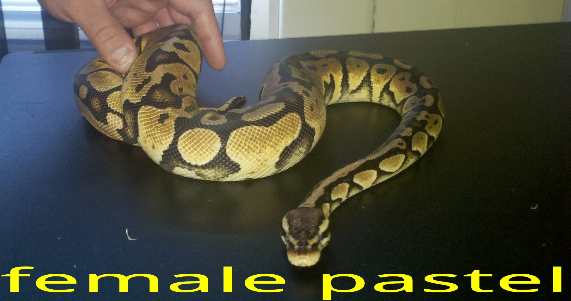 Female Pastel
