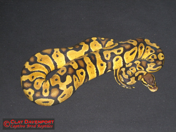 Female Pastel