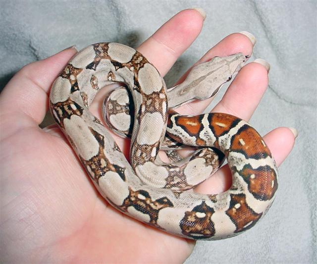 Female Pastel