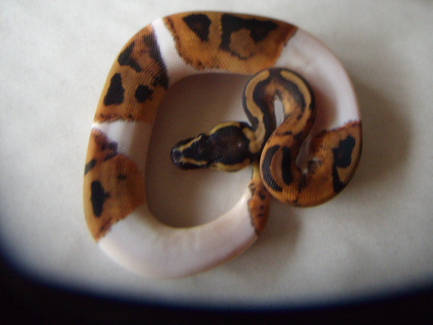 Female Pied