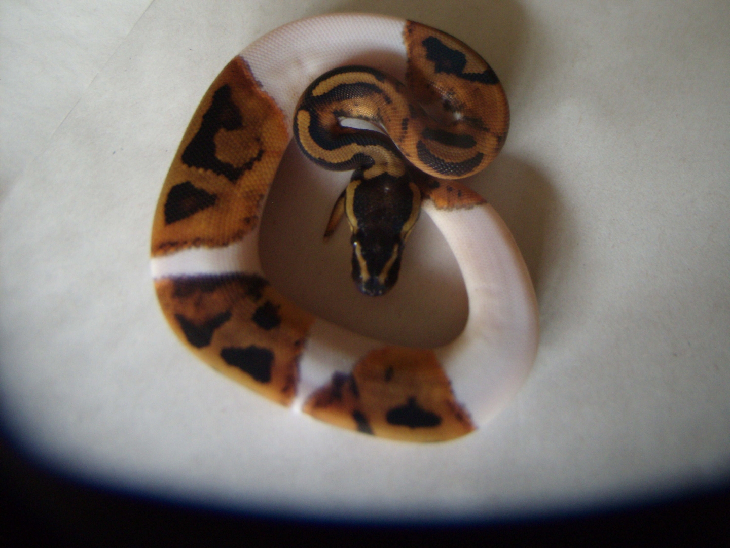 Female Pied