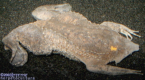 Female Pipa pipa