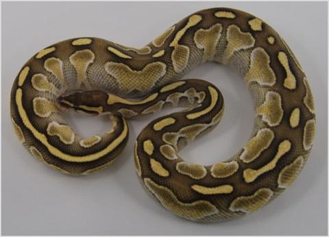 female proven breeder butter ball python