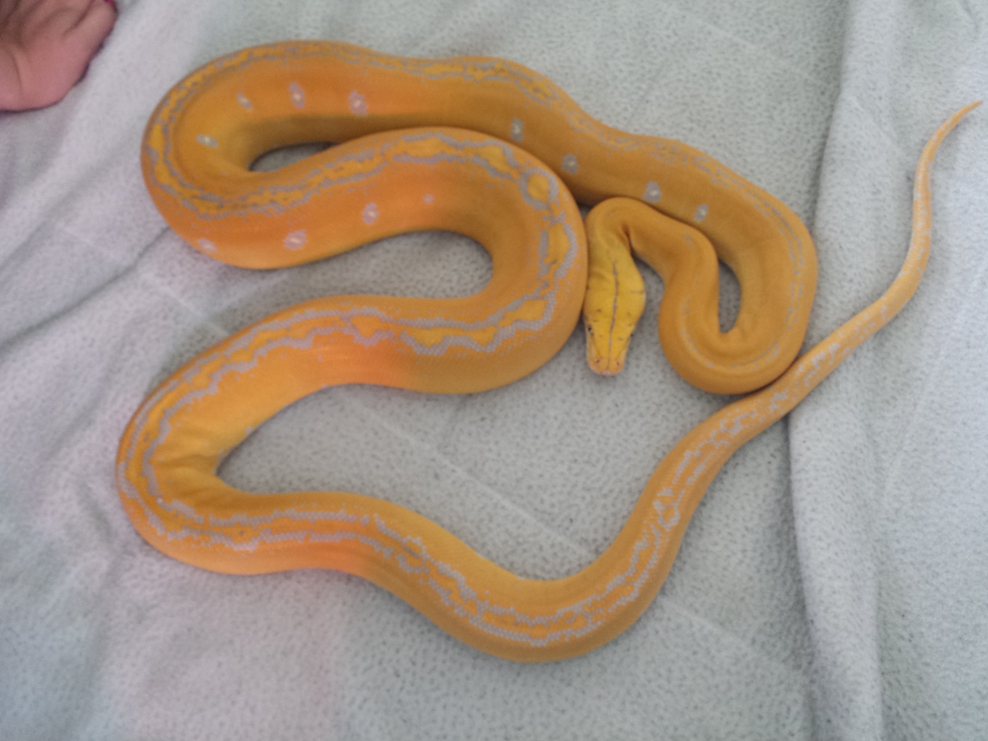female purple albino goldenchild