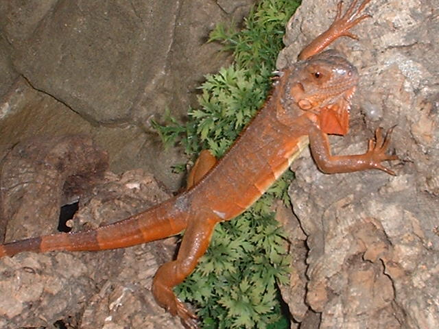 Female Red Iguana