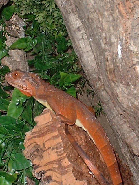 Female Red Iguana