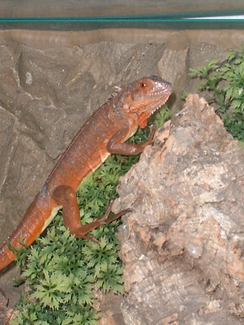 Female red Iguana