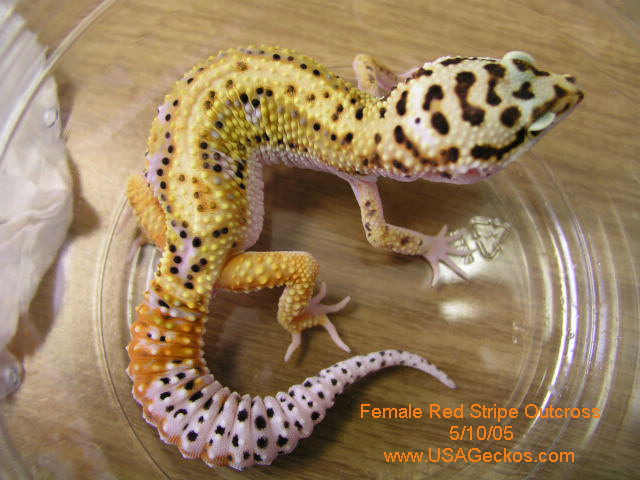 Female red Stripe Outcross
