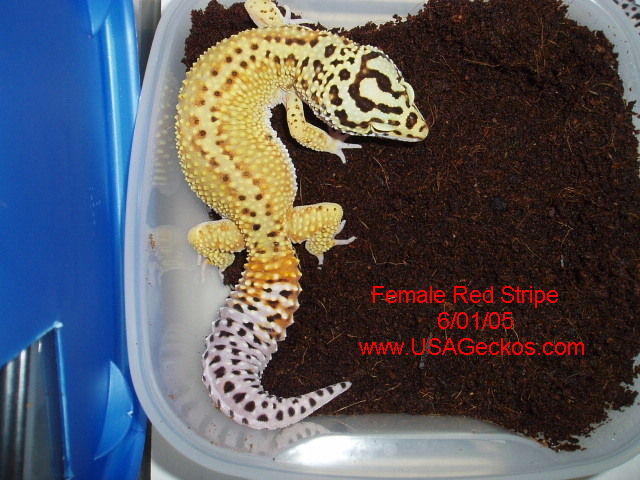 Female Red Stripe