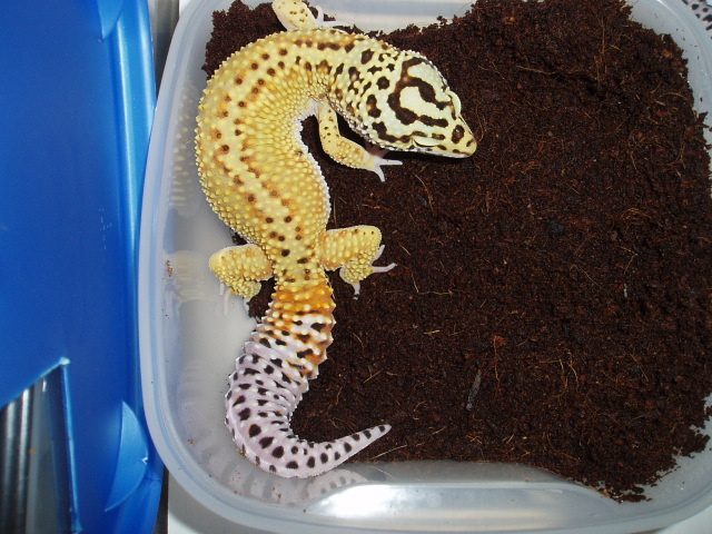 Female Red Stripe