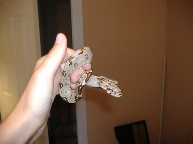 Female red tail