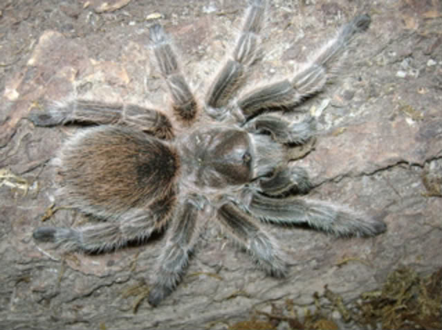 Female Rosea