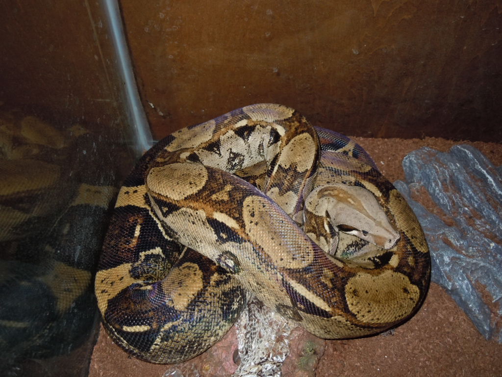 Female RTB BCI | FaunaClassifieds
