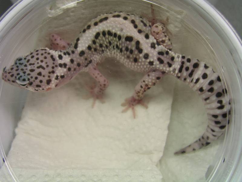 Female Snow Leopard Gecko