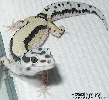 Female striped leopard gecko