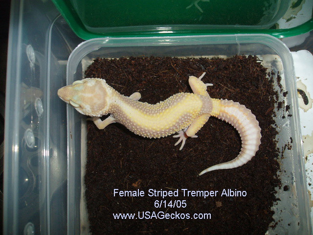 Female Striped Tremper Albino