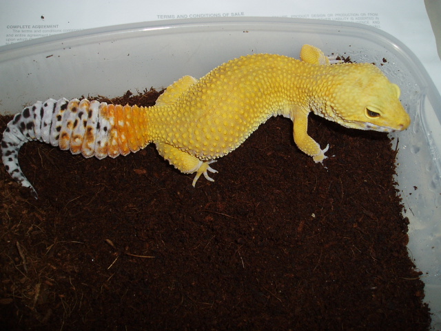Female Super Hypo Tang. Carrot Tail Baldy