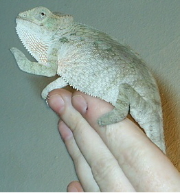 Female Tamatave
