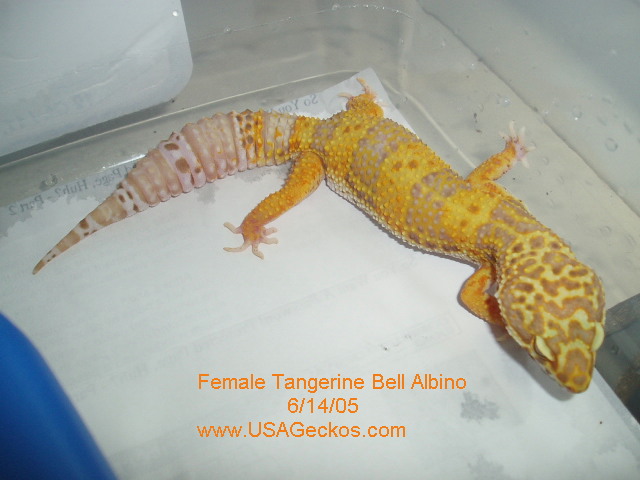 Female Tangerine Bell Albino