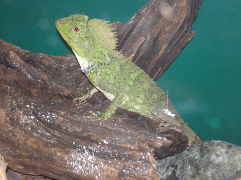female tree dragon